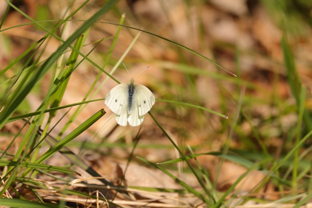 Aiuto identificazione